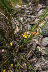 Hibbertia empetrifolia