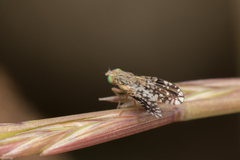 Tephritis pulchra