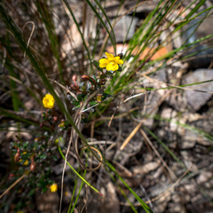 Hibbertia empetrifolia