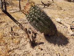Ferocactus townsendianus