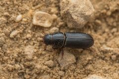Pleurophorus