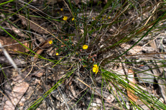 Hibbertia empetrifolia
