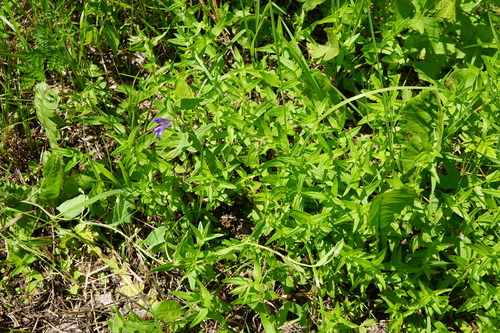 Image of Scutellaria hastifolia by (c) Patrick Hacker, some rights reserved (CC BY)
