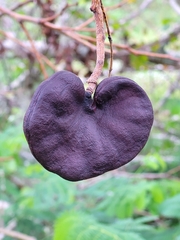 Enterolobium contortisiliquum