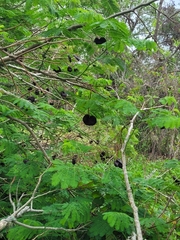 Enterolobium contortisiliquum