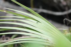 Plagioneurus univittatus