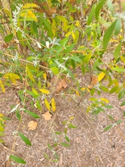 Aloysia gratissima