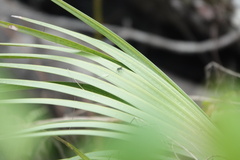 Plagioneurus univittatus