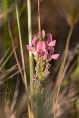 Onobrychis viciifolia