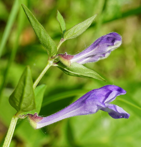 Image of Scutellaria hastifolia by (c) Patrick Hacker, some rights reserved (CC BY)