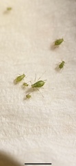 Macrosiphum