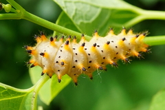 Zerynthia polyxena