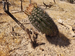 Ferocactus townsendianus