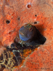 Parablennius marmoreus