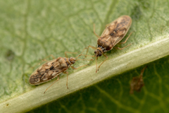 Monosteira unicostata