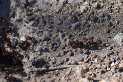Pogonomyrmex barbatus