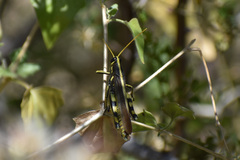 Schistocerca albolineata