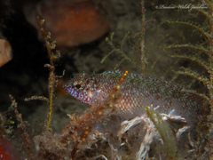 Malacoctenus macropus