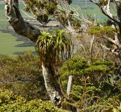 Dracophyllum traversii