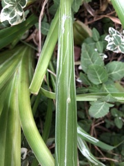 Ophiomyia kwansonis