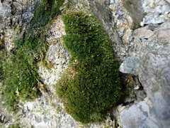 Eucladium verticillatum