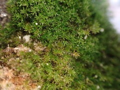 Eucladium verticillatum