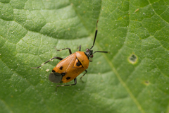 Deraeocoris punctum
