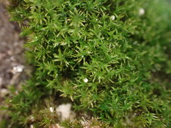 Eucladium verticillatum