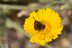 Brephidium exilis exilis