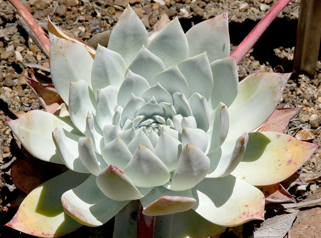 Siempreviva de Tiza (Dudleya brittonii) · NaturaLista Colombia