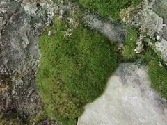 Eucladium verticillatum