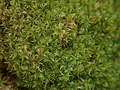 Eucladium verticillatum