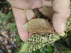 Aenetus virescens