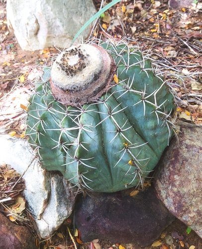 Melocactus concinnus