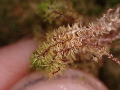 Eucladium verticillatum