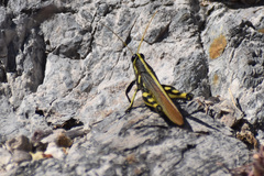 Schistocerca albolineata