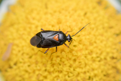 Deraeocoris ribauti