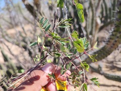 Erythrostemon pannosus