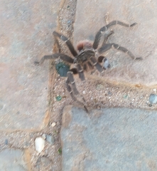 Lasiodora