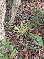 Tillandsia fasciculata