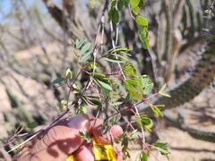 Erythrostemon pannosus