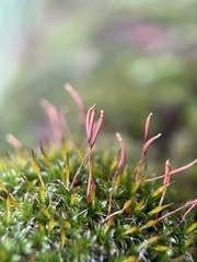 Syntrichia laevipila