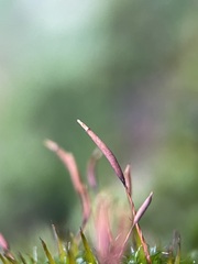 Syntrichia laevipila