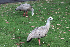 Cereopsis novaehollandiae