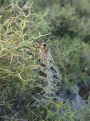 Palpares libelluloides