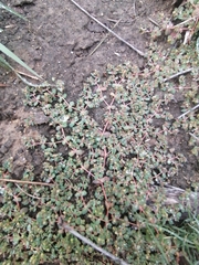 Euphorbia serpens