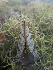 Palpares libelluloides