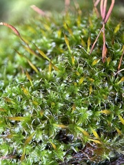 Syntrichia laevipila