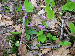 Polygaloides paucifolia