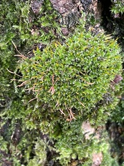 Syntrichia laevipila